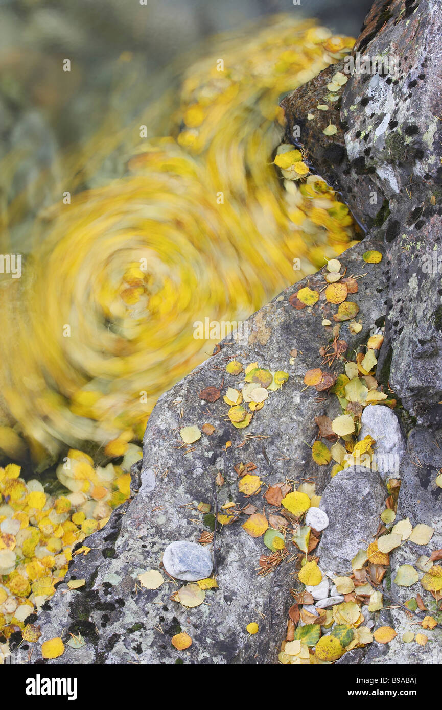 Le bouleau verruqueux (Betula pendula, Betula verrucosa), les feuilles d'automne tourbillonnant autour de petit ruisseau Banque D'Images