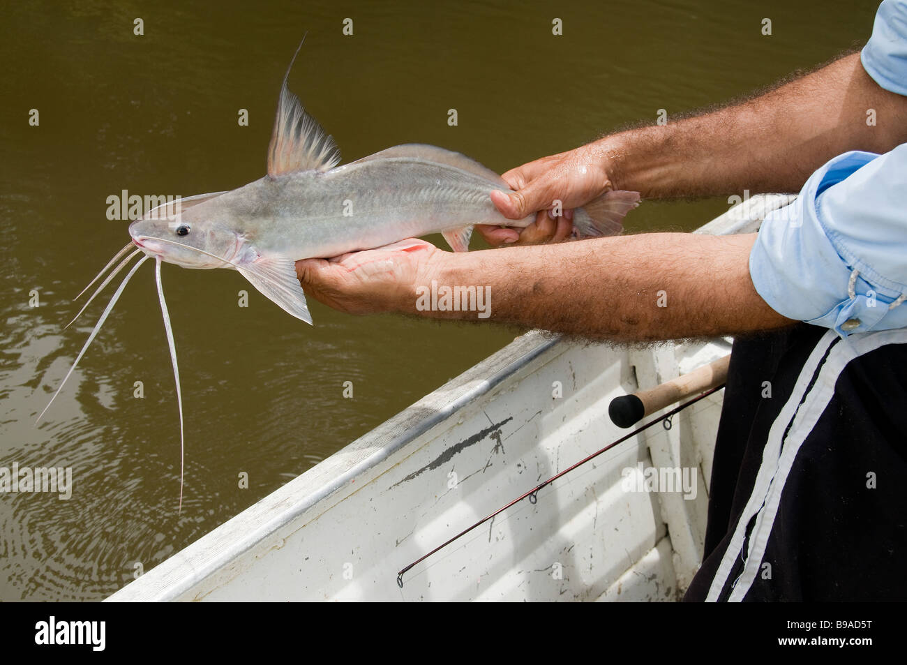 Un Pecheur A La Presse Un Barba Shotta Television A Vibrisses Poisson Chat Dans Une Profonde Zone De Remous Sur Le Jatapu Rio Au Bresil Du Bassin Amazonien Photo Stock Alamy