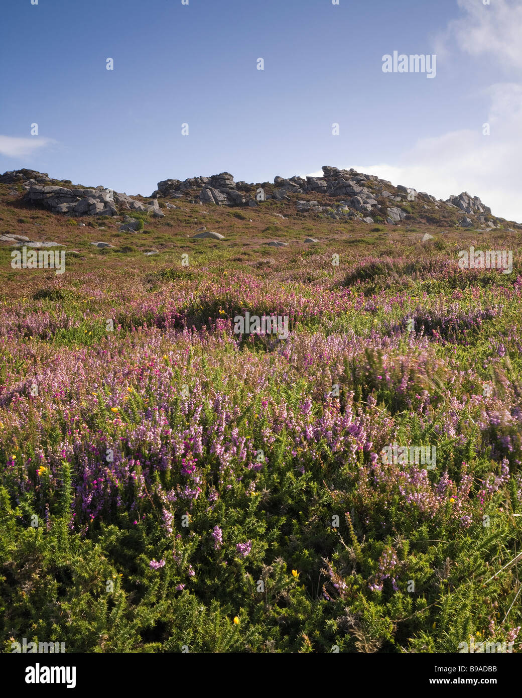 Carn Galver à West Penwith Cornwall avec Heather en fleur Banque D'Images