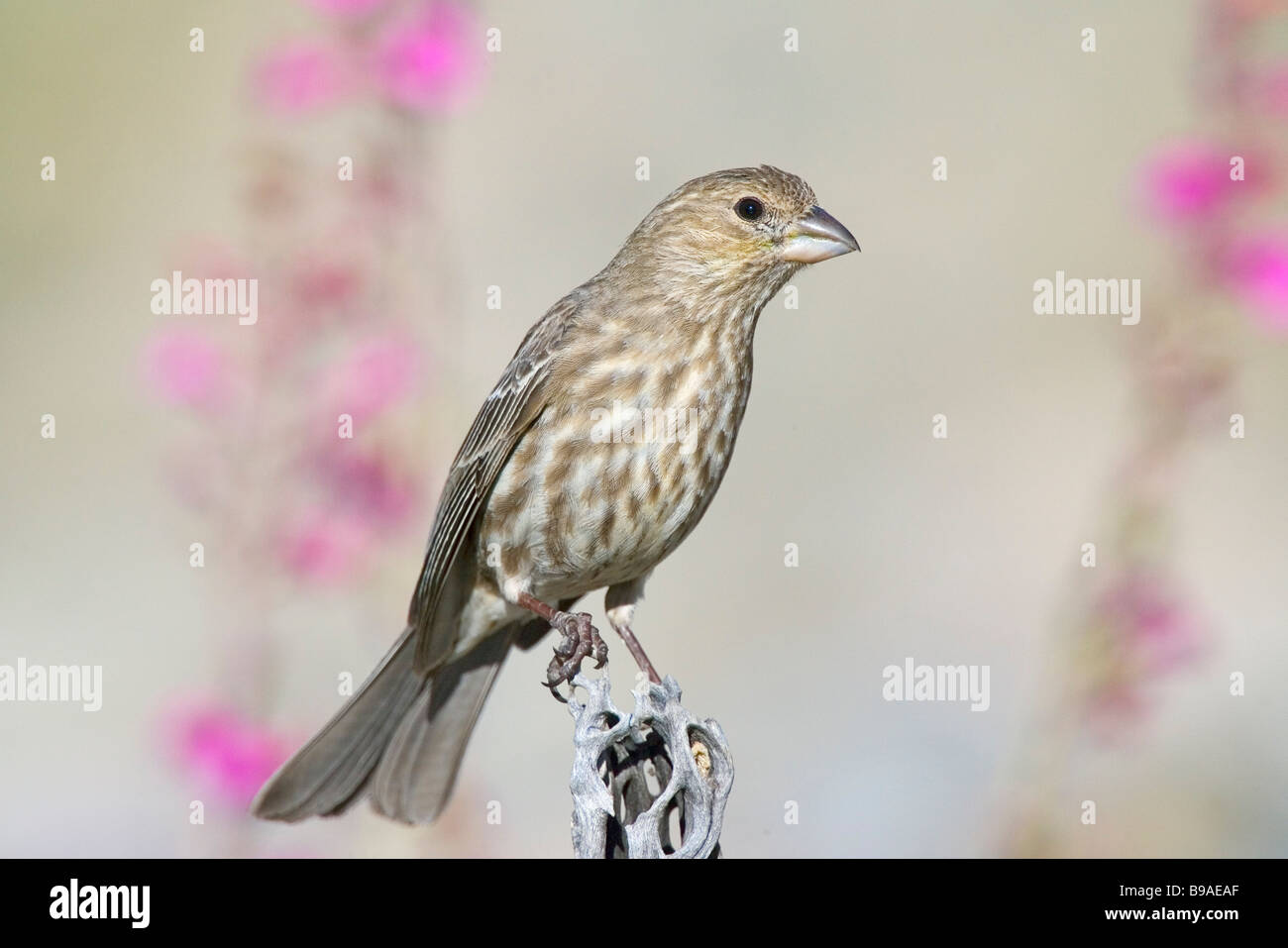 Roselin familier Banque D'Images