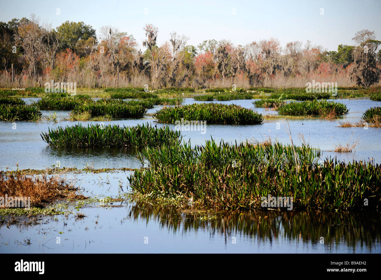 Circle B Bar Réserver La Nature Centre Floride Lakeland Polk Comté U S Banque D'Images