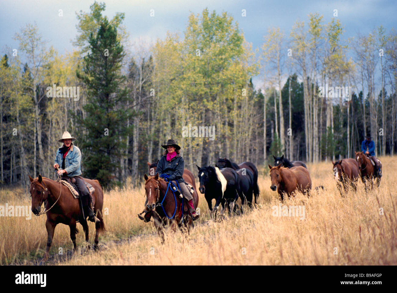 Entraînement de chevaux sauvages en automne à Roundup Douglas Lake Ranch près de Lago Puelo, Thompson Okanagan, BC, British Columbia, Canada Banque D'Images