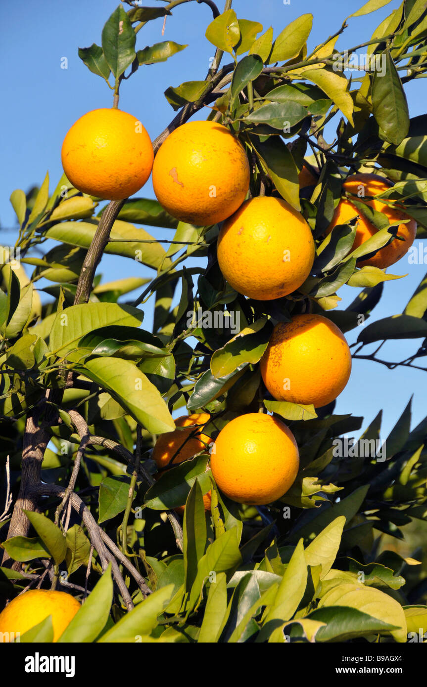 Orangers Lake Wales en Floride US Banque D'Images