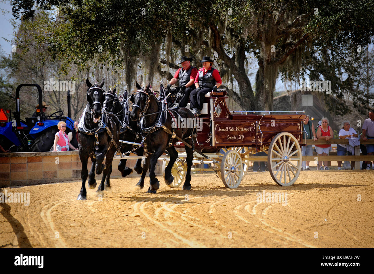 Chevaux belge avec Unicorn Attelage en exposition à Tampa Florida State Fairgrounds Banque D'Images