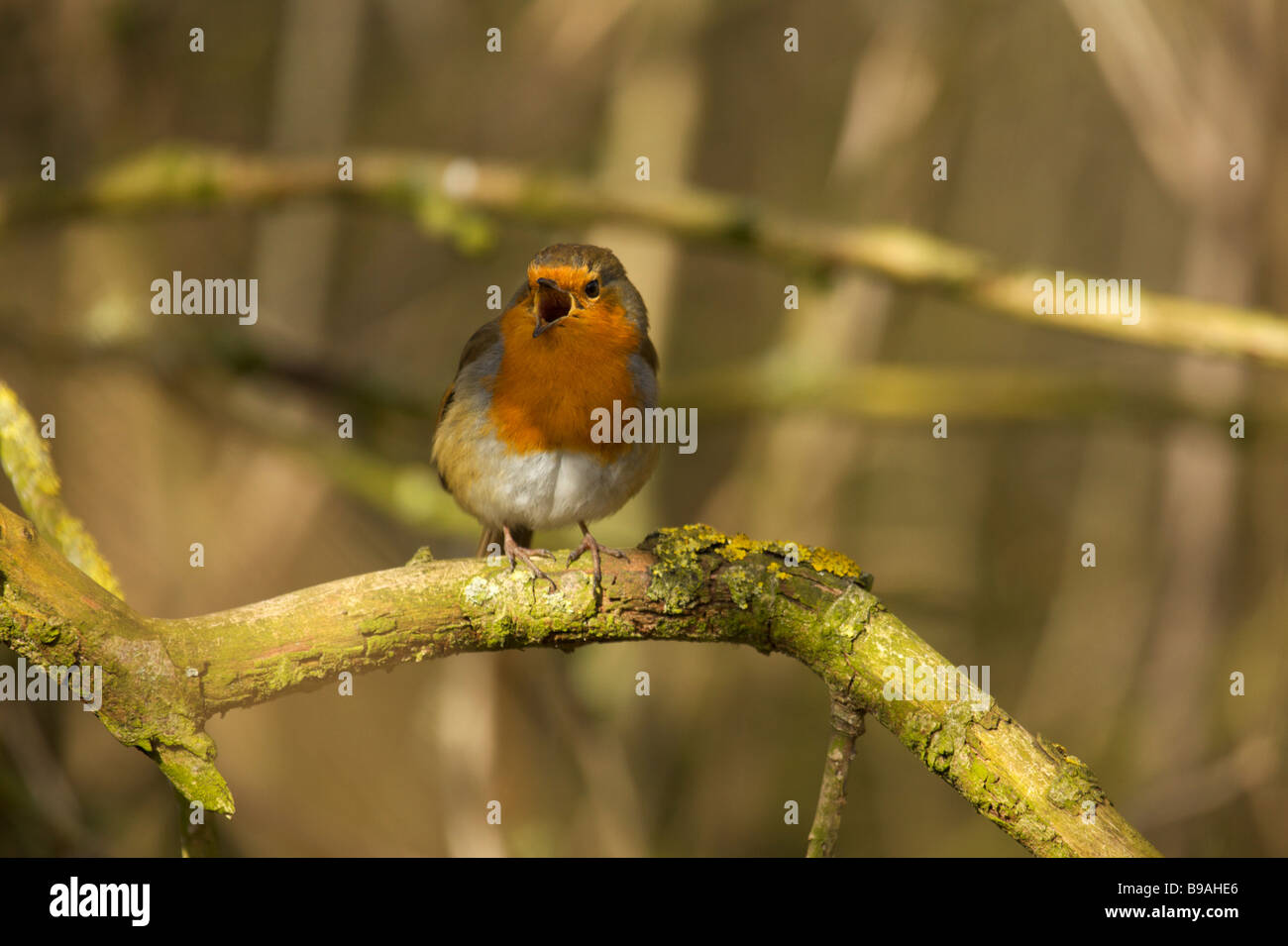 Robin de chant Banque D'Images