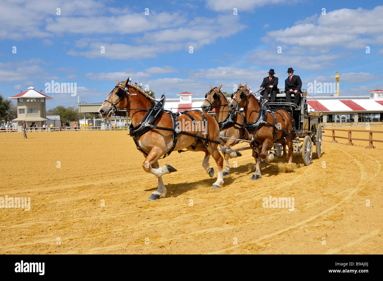 Chevaux belge avec Unicorn Attelage en exposition à Tampa Florida State Fairgrounds Banque D'Images