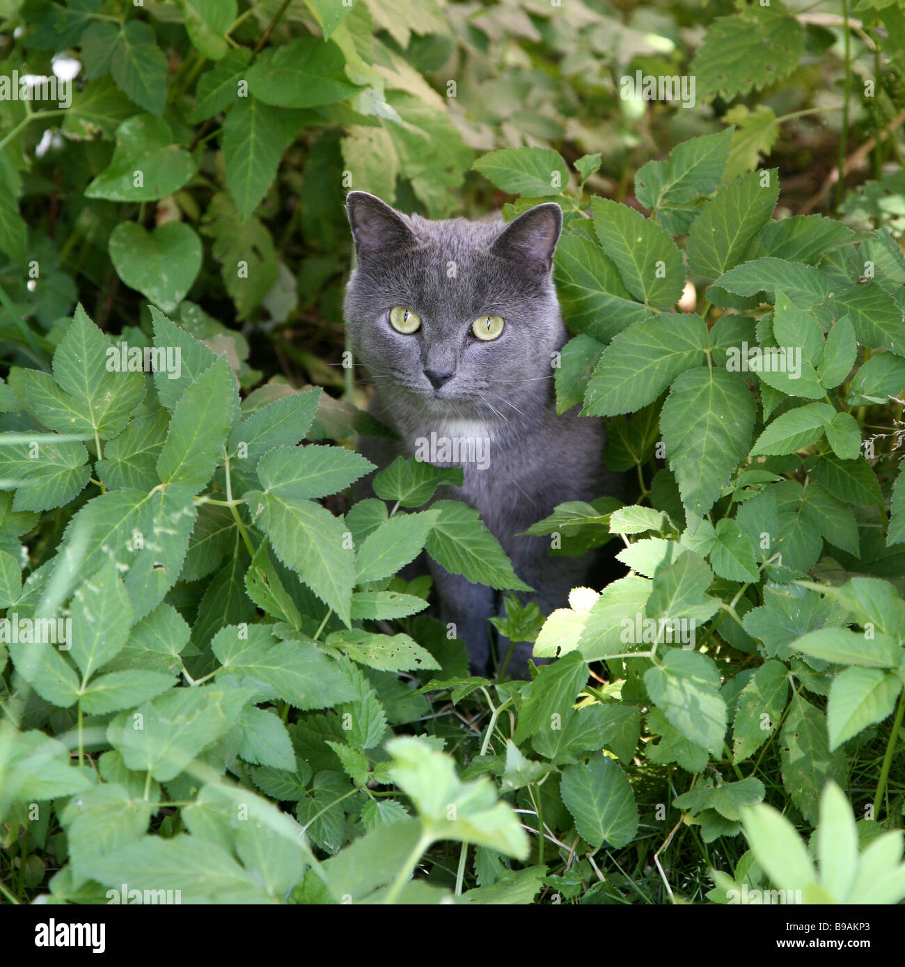 Chat bleu russe dans un jardin. Banque D'Images