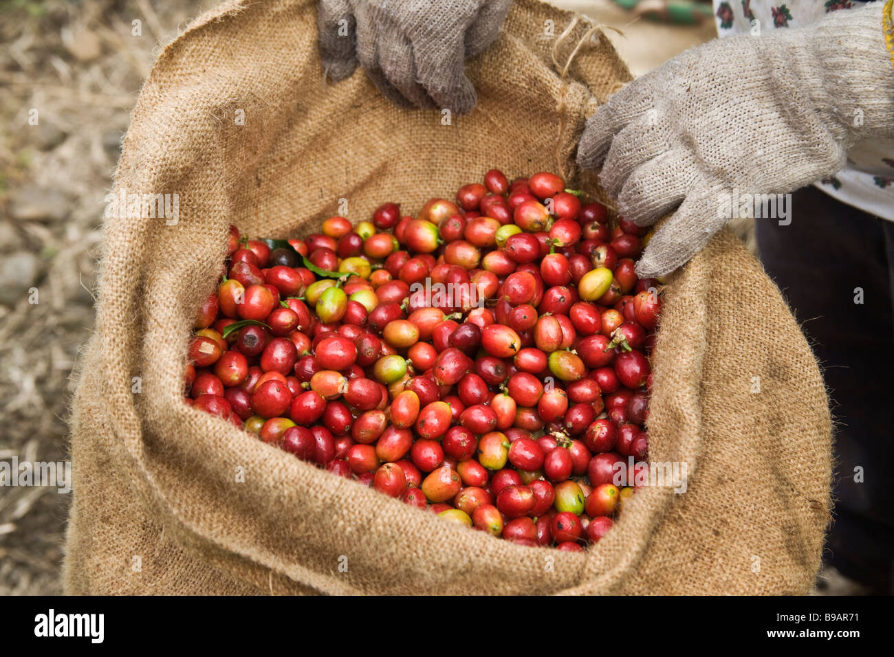 Les grains de café Kona récoltée en sac de jute. Banque D'Images