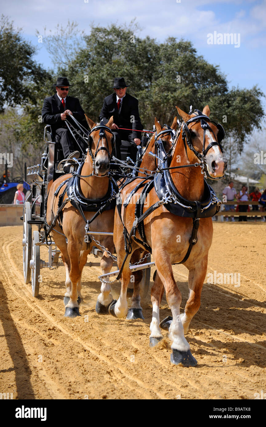 Chevaux belge avec Unicorn Attelage en exposition à Tampa Florida State Fairgrounds Banque D'Images