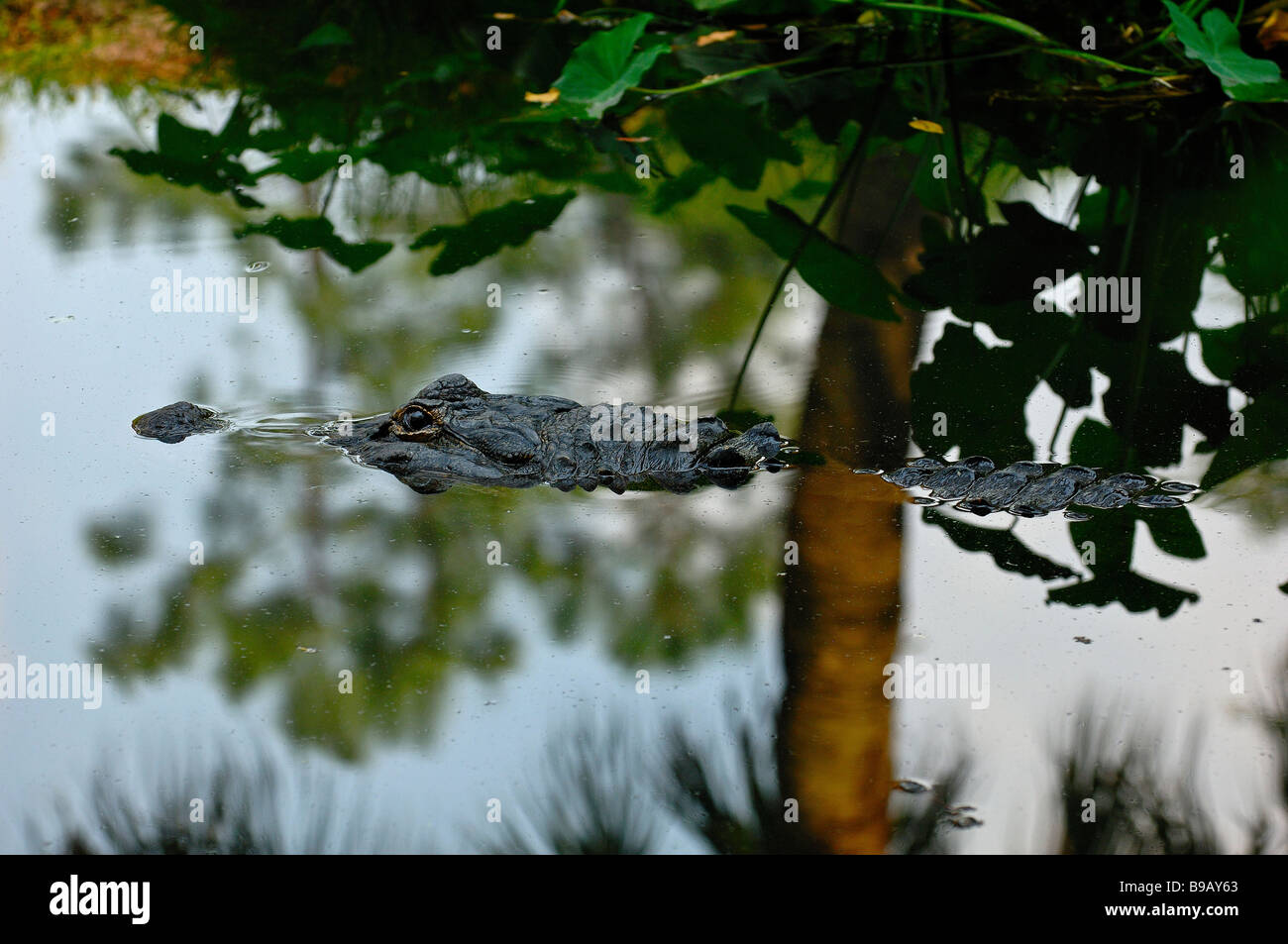 Rivière alligator,eau,Floride,USA,l,attente traque, calme, regardant,réflexion Banque D'Images