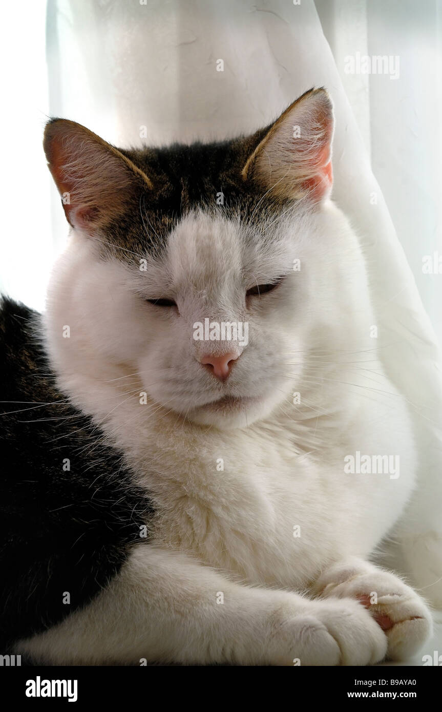 Chat noir et blanc Banque D'Images