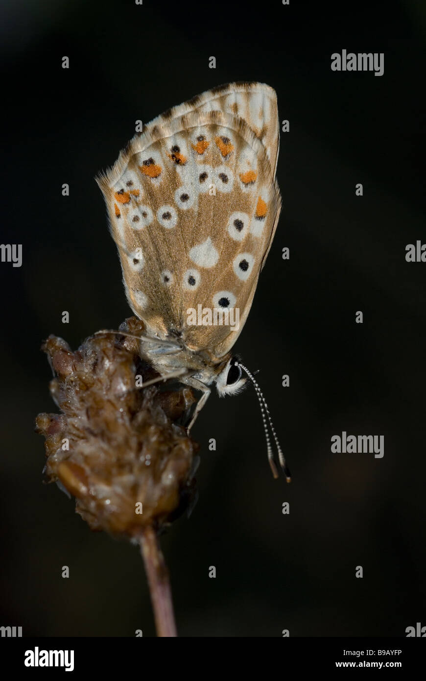 Femme chalkhill blue butterfly (Polyommatus corydon) Banque D'Images