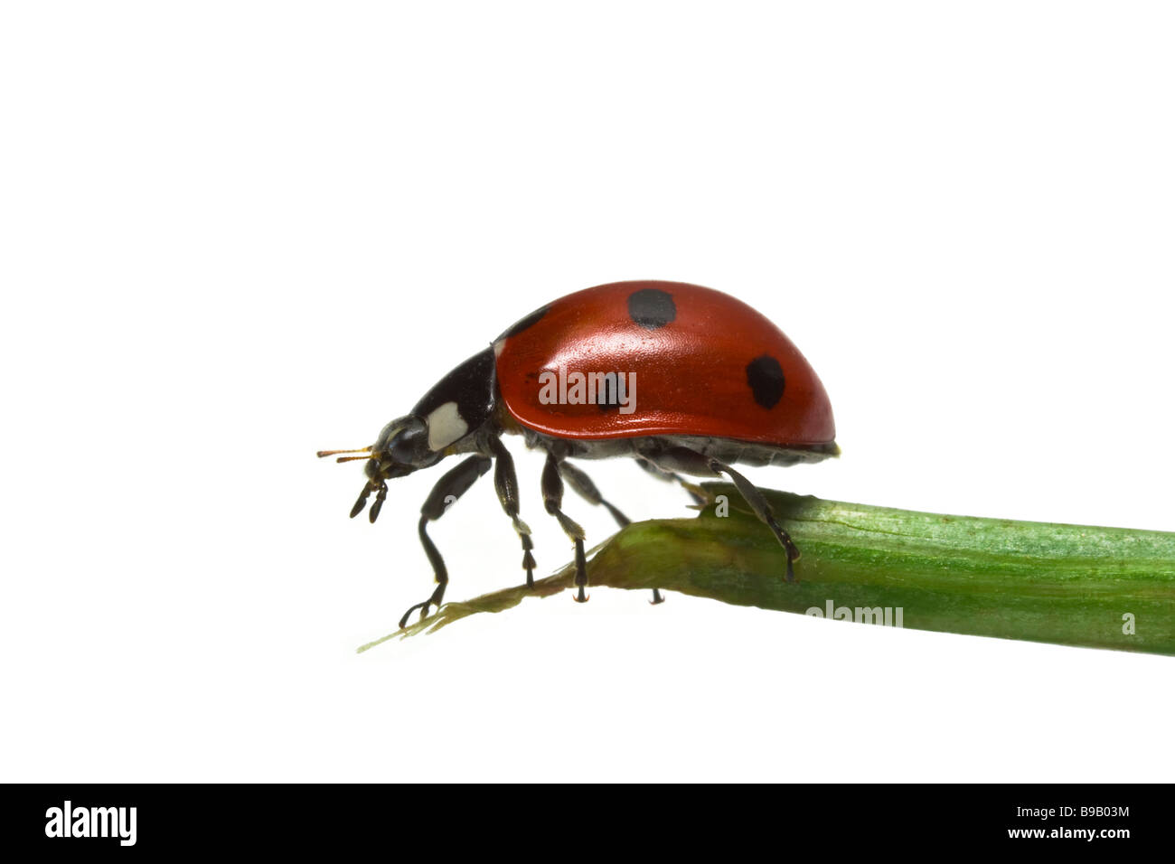 Ladybird close up on white background Banque D'Images