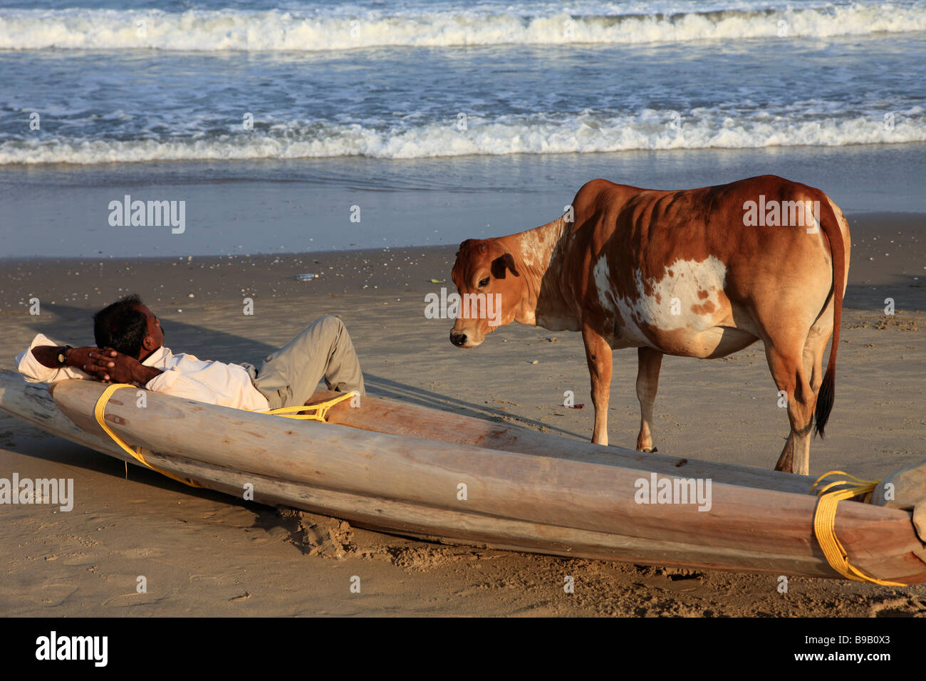 L'Inde Tamil Nadu Mamallapuram Mahabalipuram pêcheur et Holy Cow sur la plage Banque D'Images
