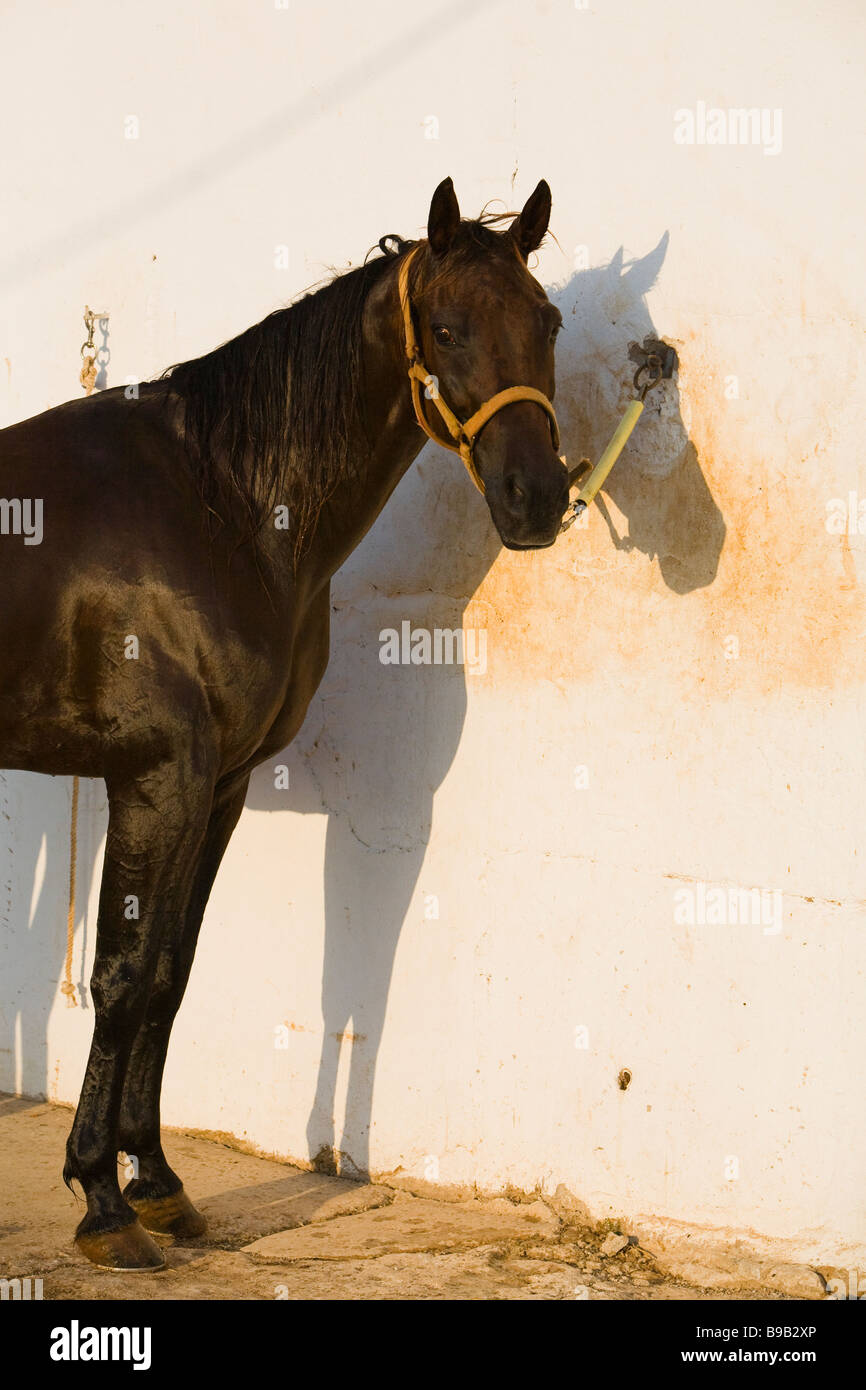 Attacher un Cheval : quelques règles de sécurité