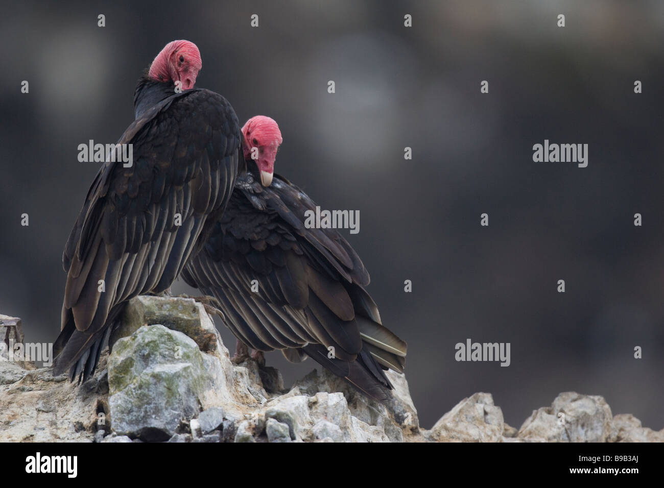 Une paire de l'Urubu à tête rouge (Cathartes aura) jota au lissage sur rochers Banque D'Images