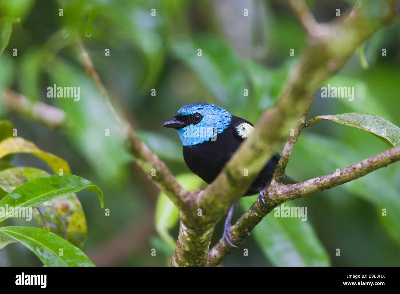 Calliste à cou bleu (Tangara cyanicollis) perchées dans un arbre Banque D'Images