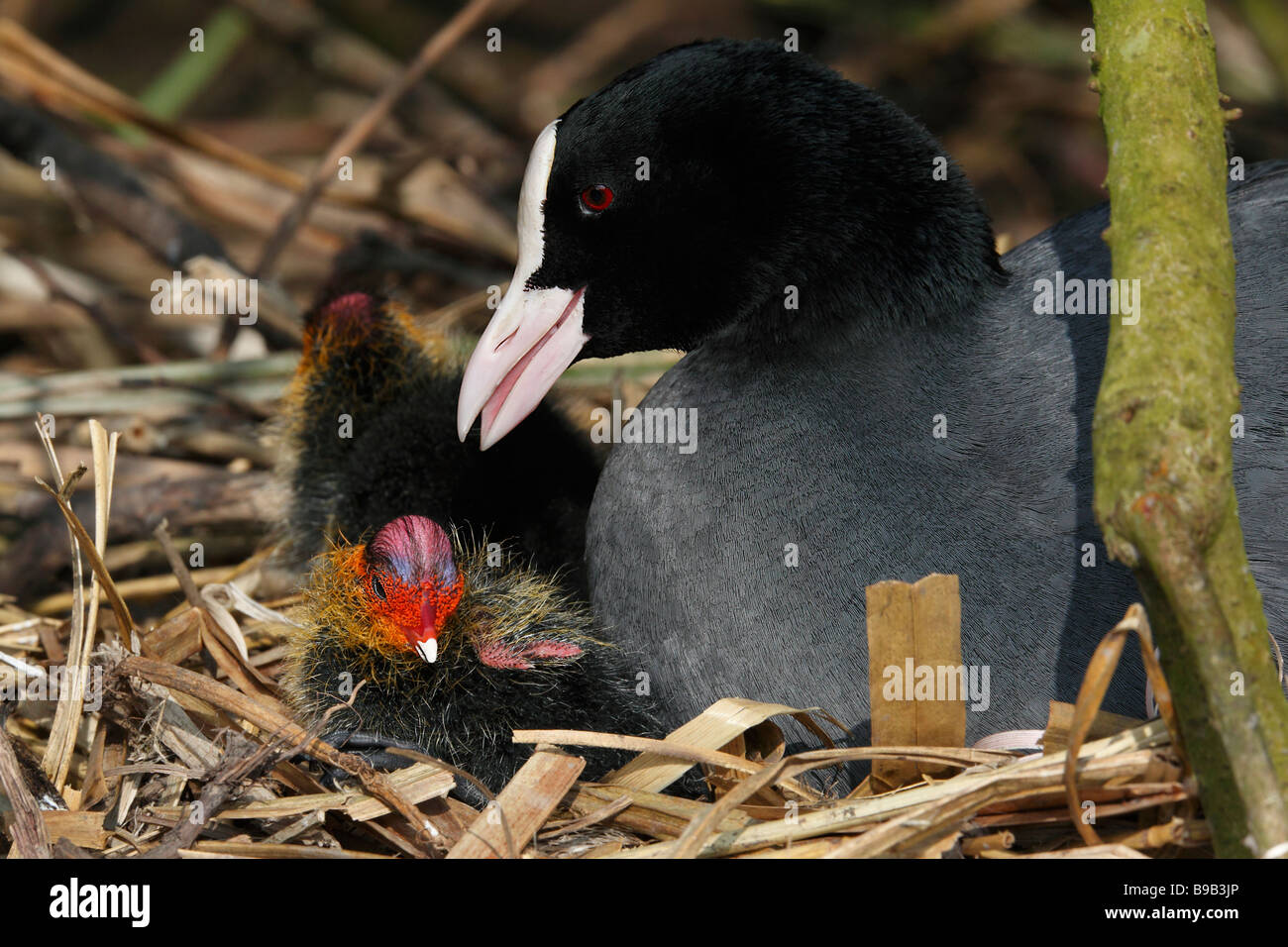 La Foulque macroule (Fulica atra) sur le nid avec deux oisillons. Banque D'Images