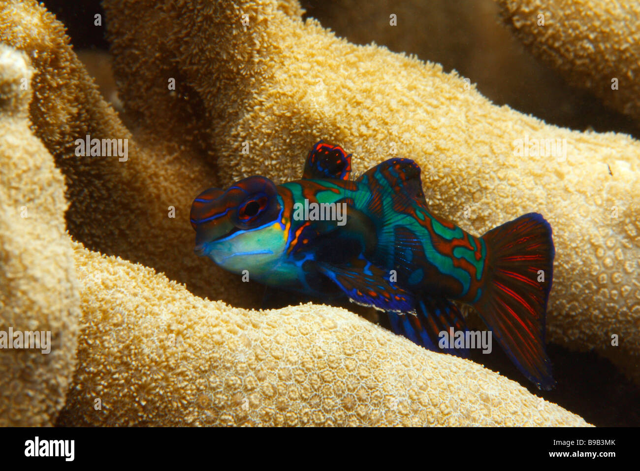 Une femme poisson mandarin (Synchiropus splendidus) se nourrir dans le doigt formation corallienne. Banque D'Images