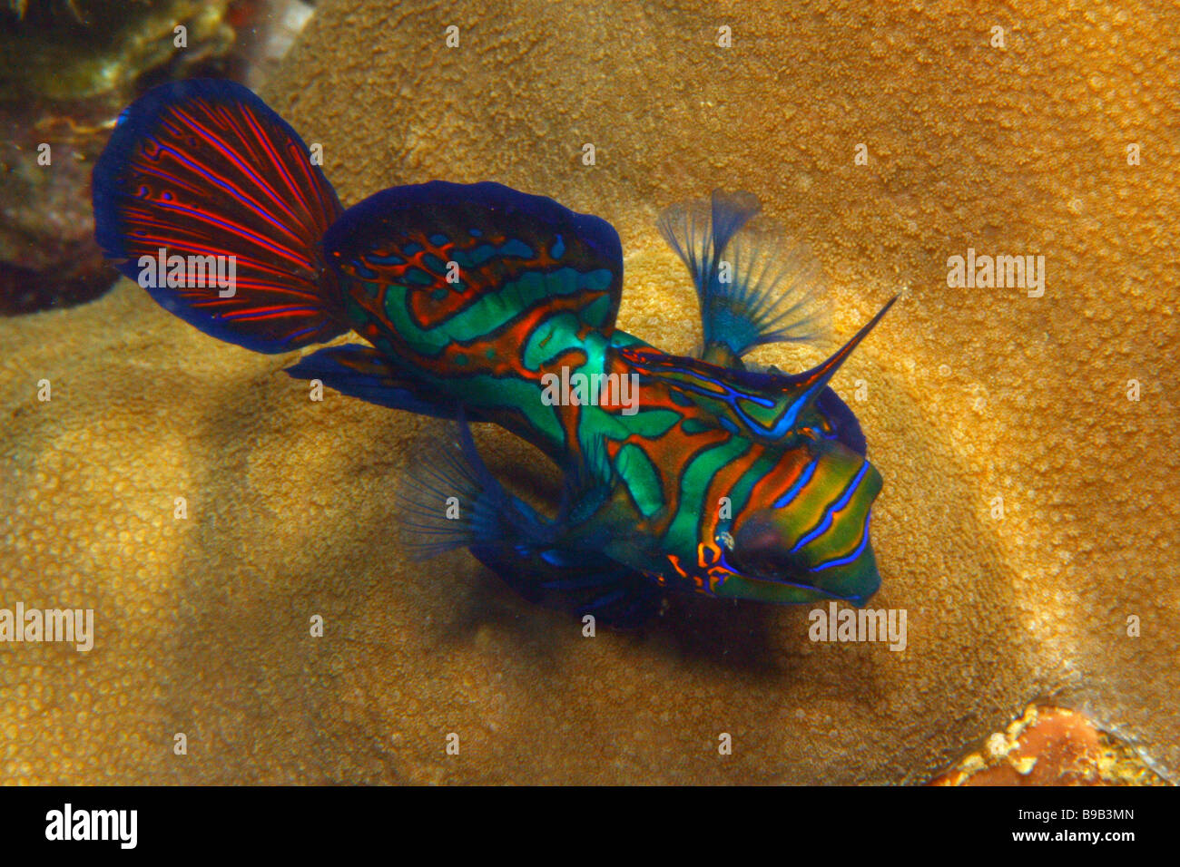 Un homme poisson mandarin (Synchiropus splendidus) torche ses nageoires pectorales et dorsales au cours de conflit territorial avec un autre homme. Banque D'Images