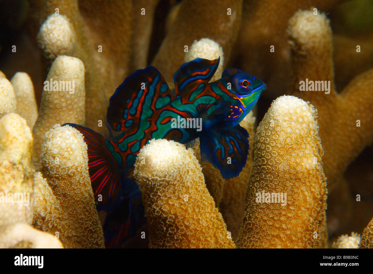 Une femme poisson mandarin (Synchiropus splendidus) dans le doigt formation corallienne. Banque D'Images