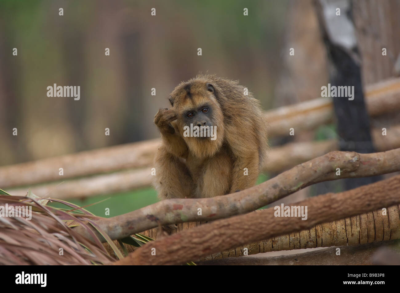 Jeune singe hurleur noir Alouatta caraya, Brésil Banque D'Images