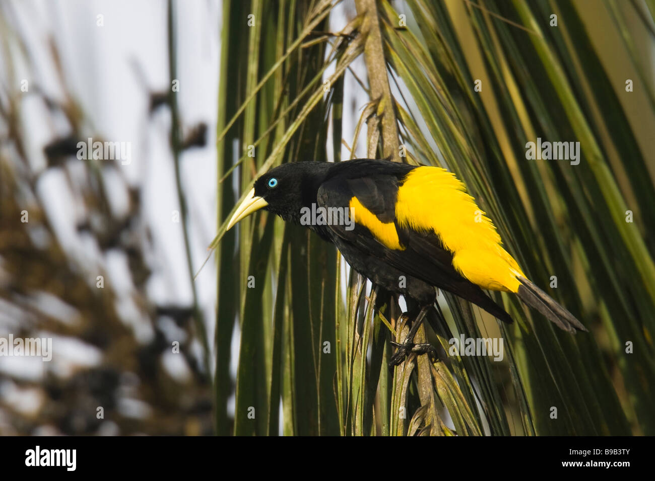 Cassique Cul-jaune (Cacicus cela) dans un palmier Banque D'Images