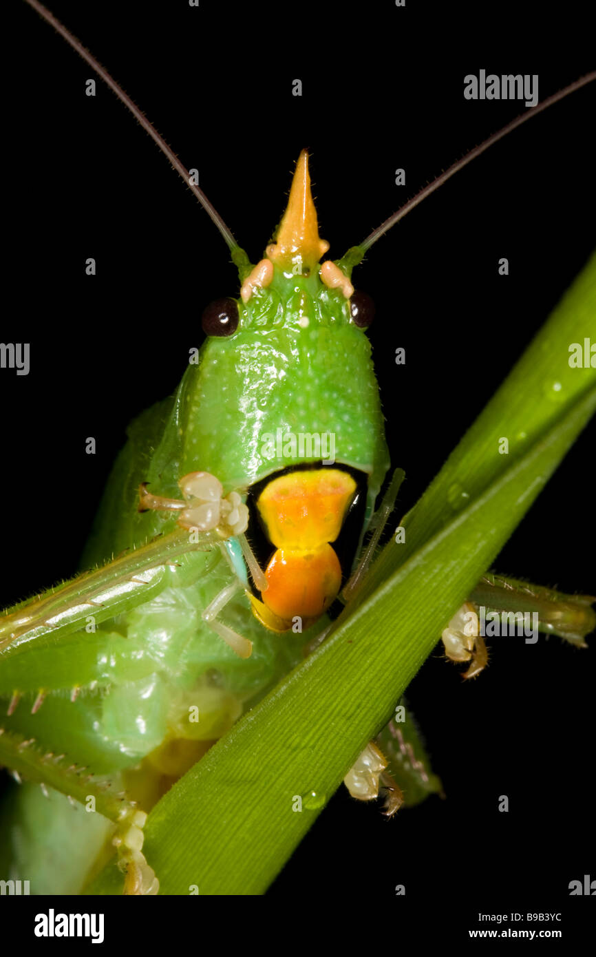 Portrait d'un ou le visage bushcricket katydid Banque D'Images