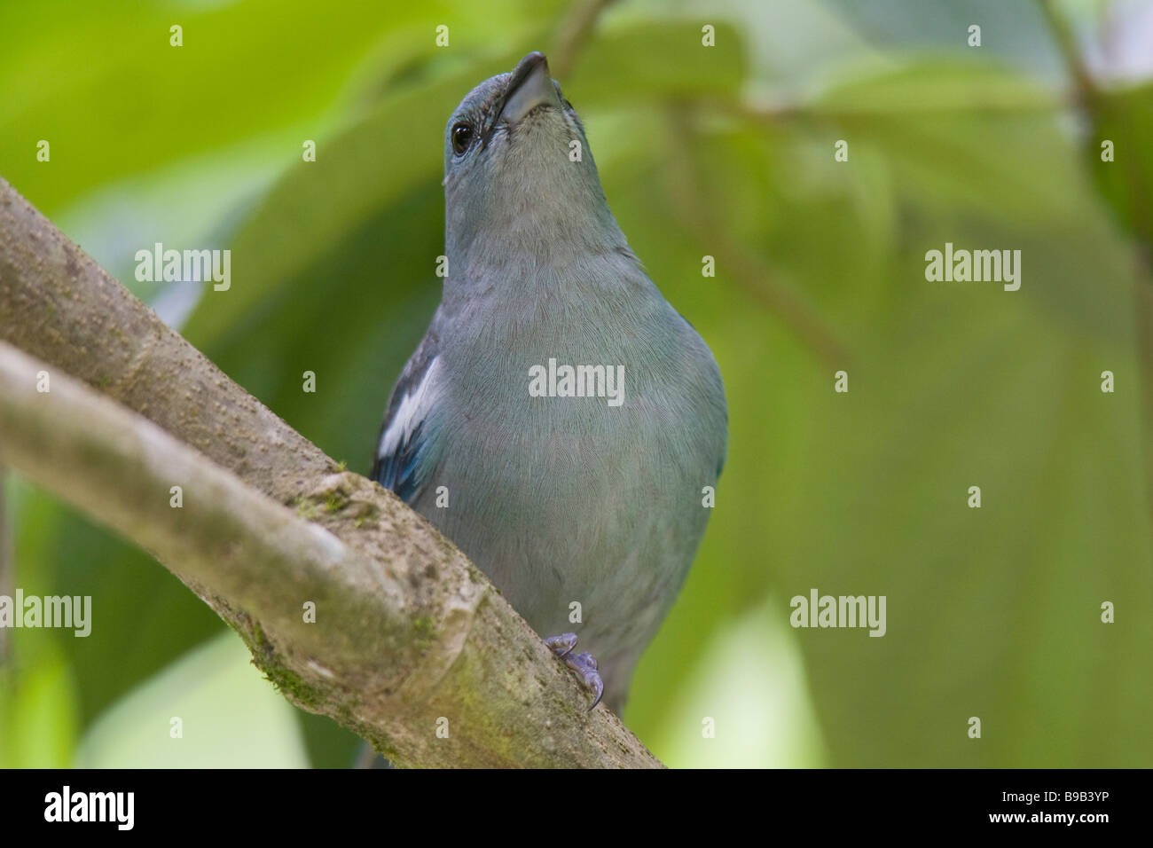 Blue-gray Tanager (Thraupis episcopus) sur une branche Banque D'Images