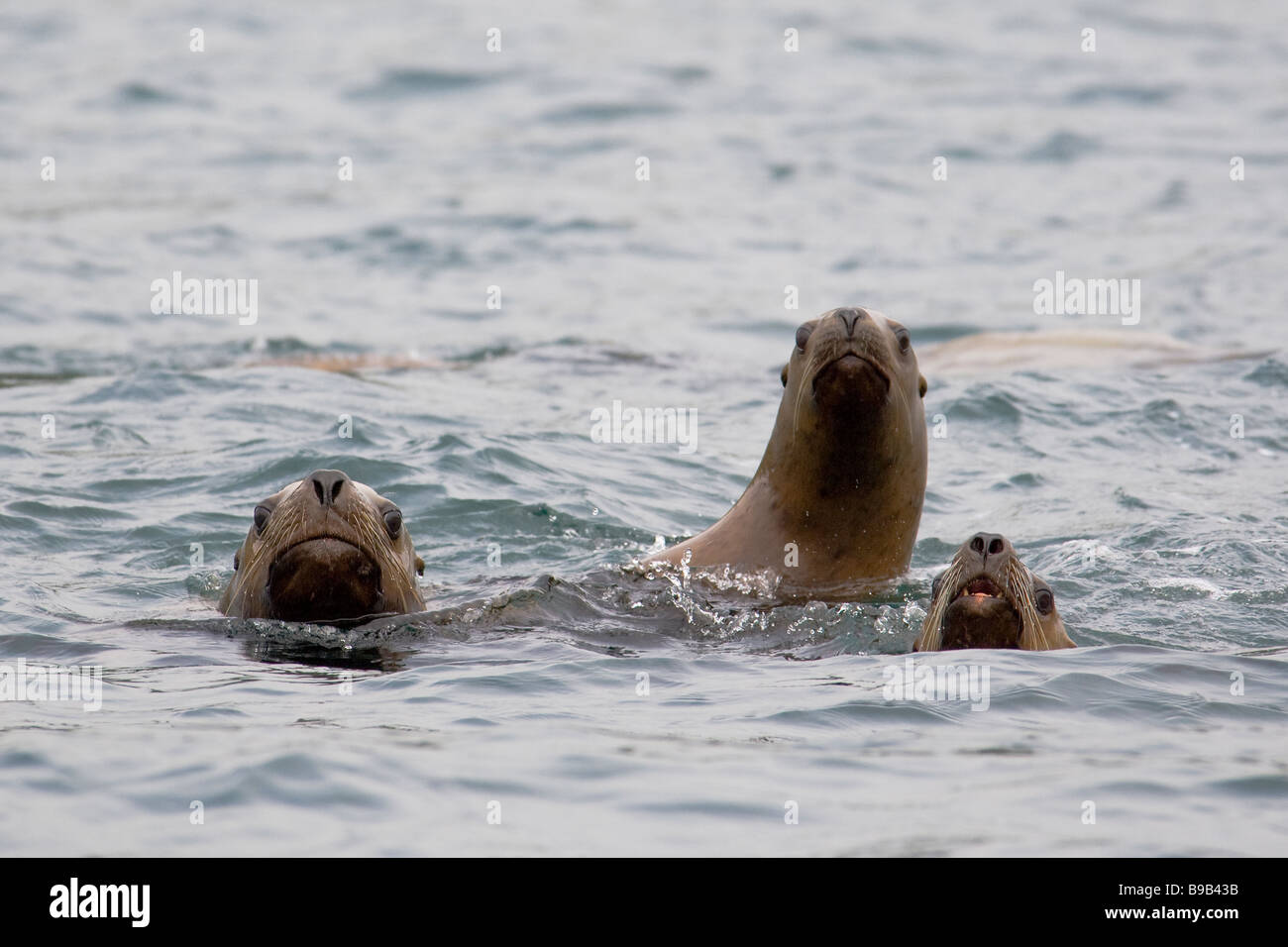 La mer du Nord ou l'otarie de Steller (Eumetopias jubatus Alaska Banque D'Images