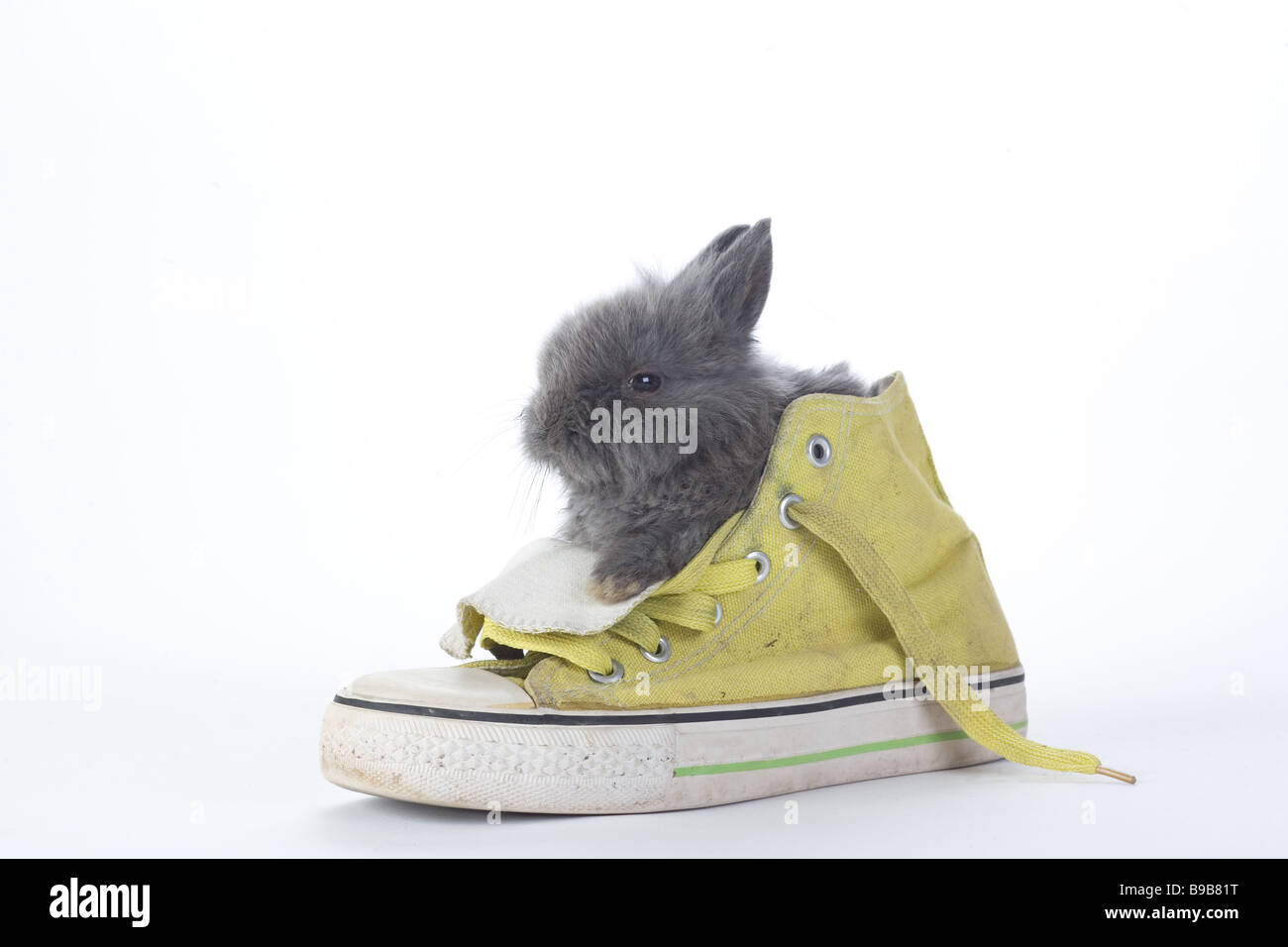 Bunny shoes Banque de photographies et d'images à haute résolution - Alamy