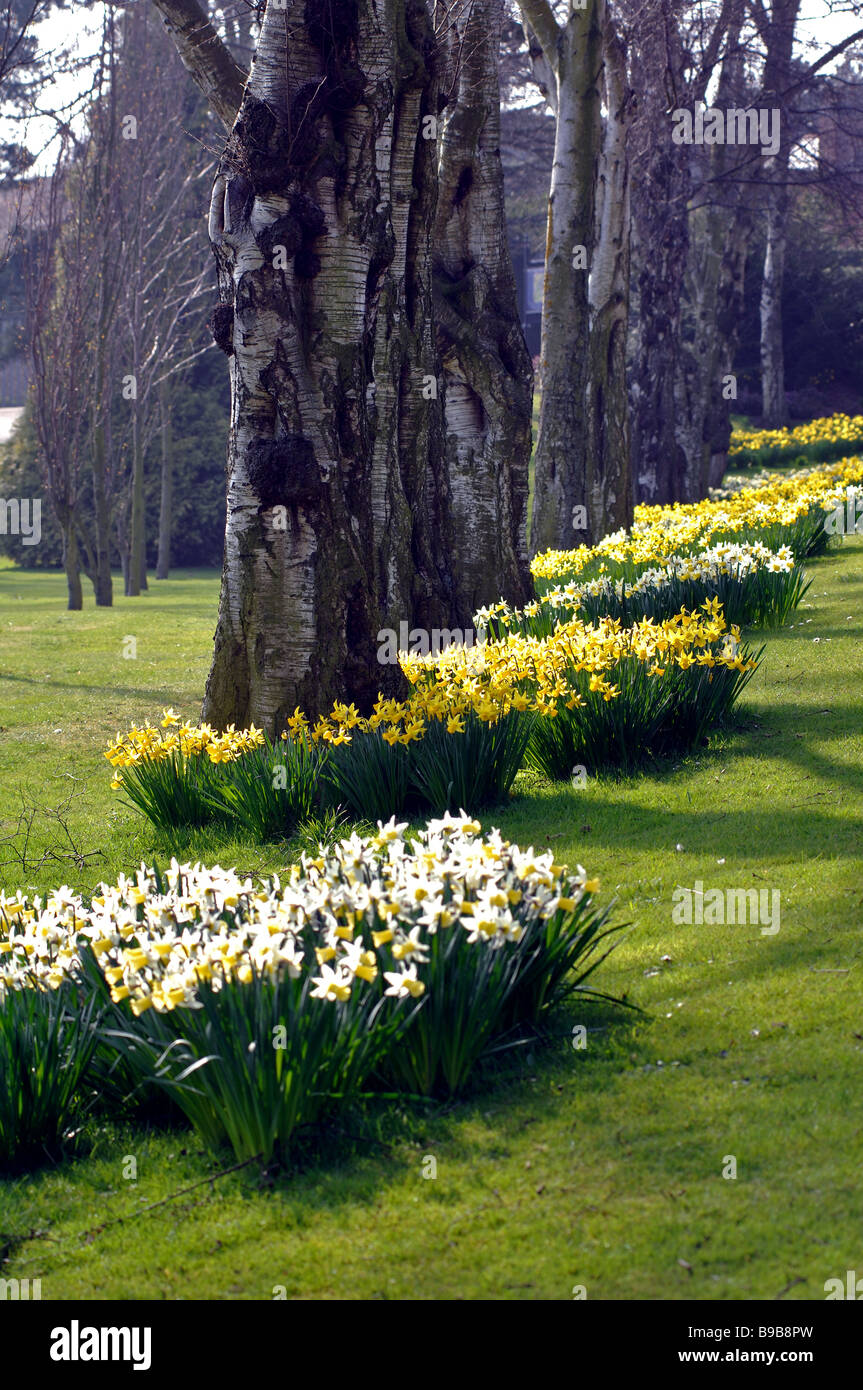 Les jonquilles dans le parc de bien-être mineurs, Bedworth, Warwickshire, England, UK Banque D'Images