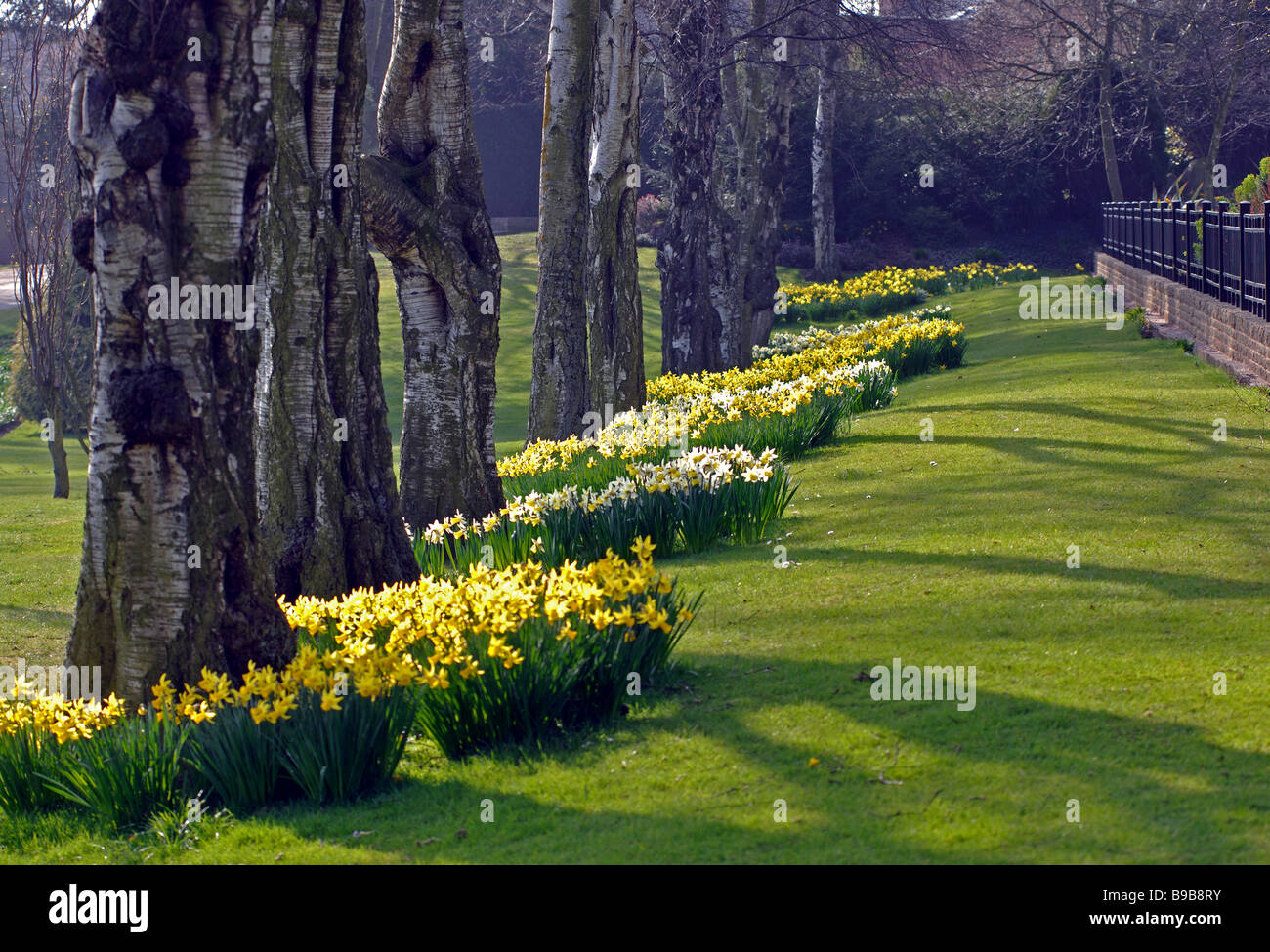 Les jonquilles dans le parc de bien-être mineurs, Bedworth, Warwickshire, England, UK Banque D'Images