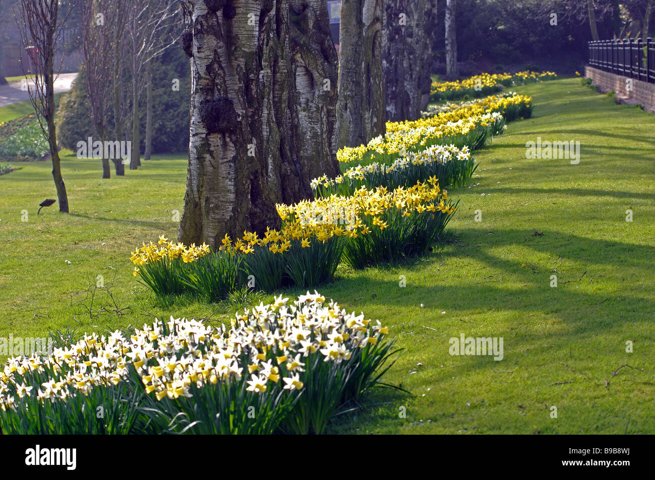 Les jonquilles dans le parc de bien-être mineurs, Bedworth, Warwickshire, England, UK Banque D'Images