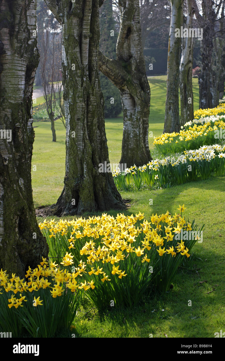 Les jonquilles dans le parc de bien-être mineurs, Bedworth, Warwickshire, England, UK Banque D'Images