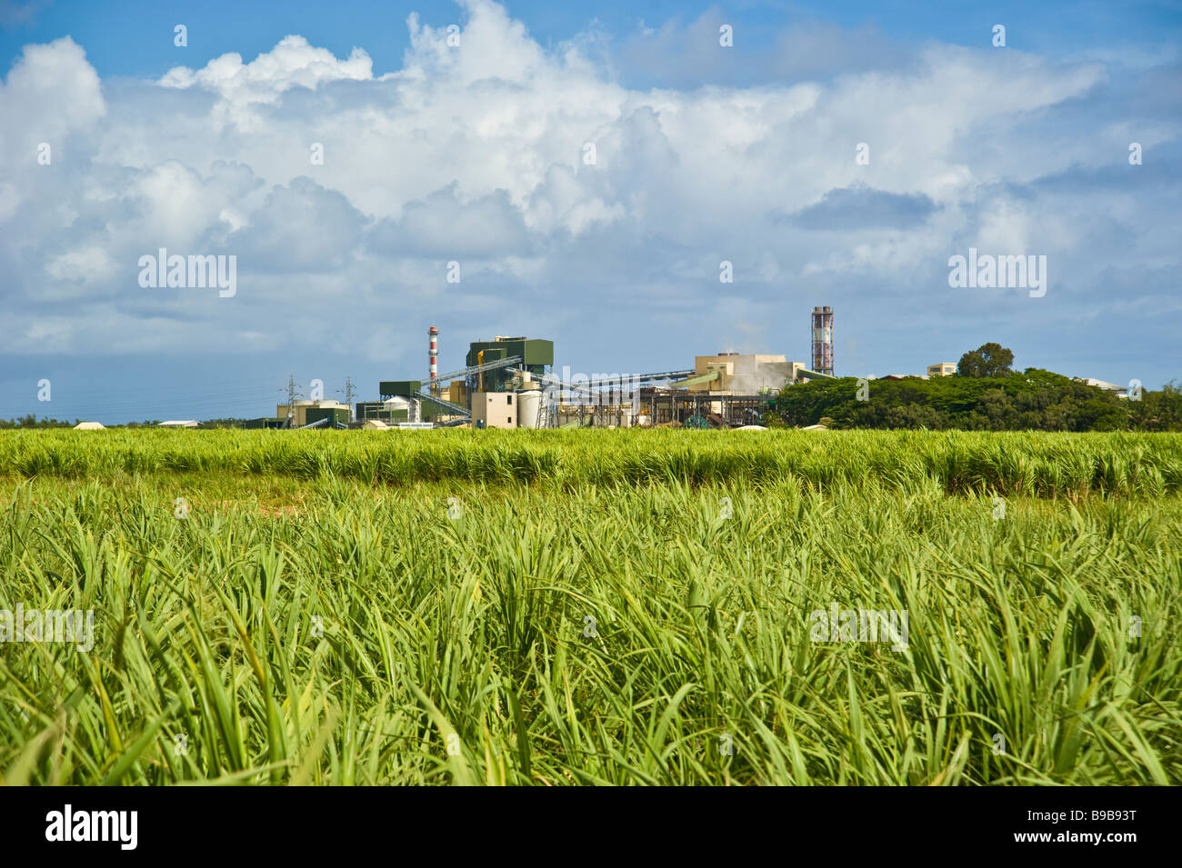 La canne à sucre en face de l'usine de sucre de la réunion de la Savane | France Zuckerrohr vor der Anbau Zuckerfabrik Savane, La Réunion Banque D'Images