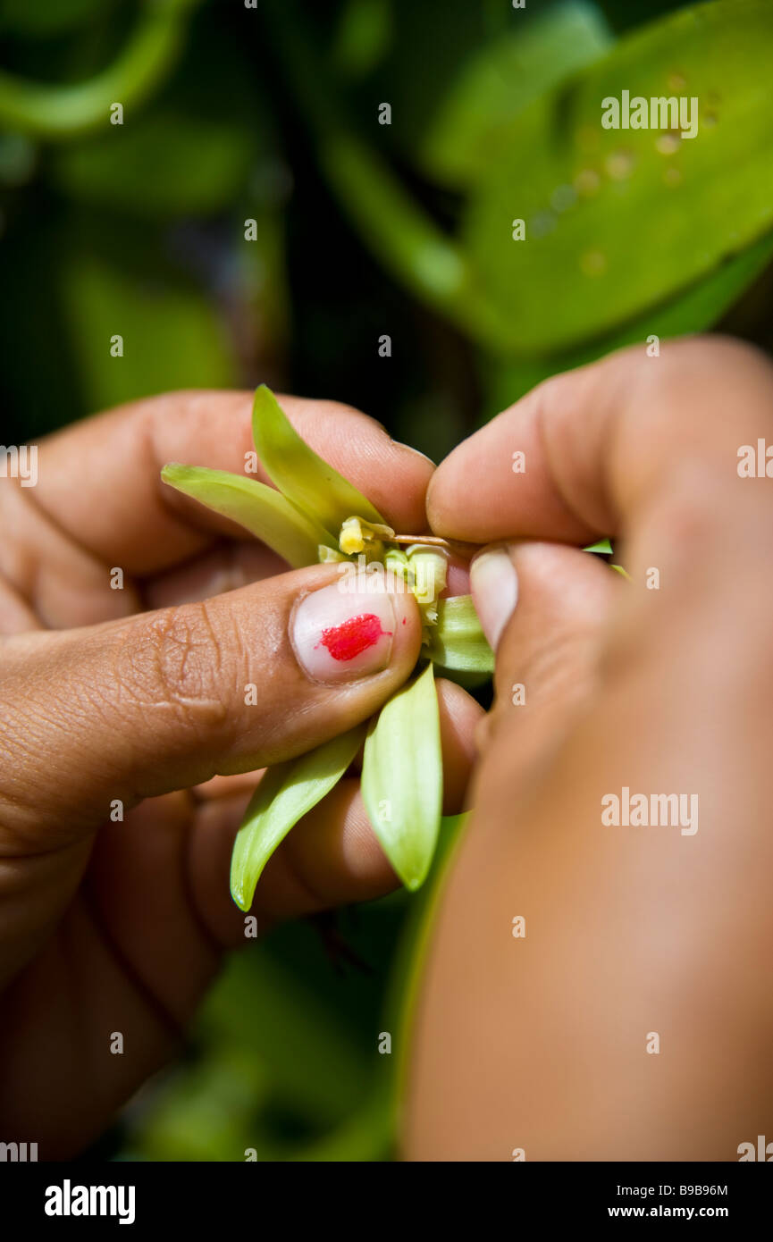 Pollenizing à Fleur de vanille Bourbon ferme vanille La Réunion France | Bestäuben Vanilleblüten von Banque D'Images