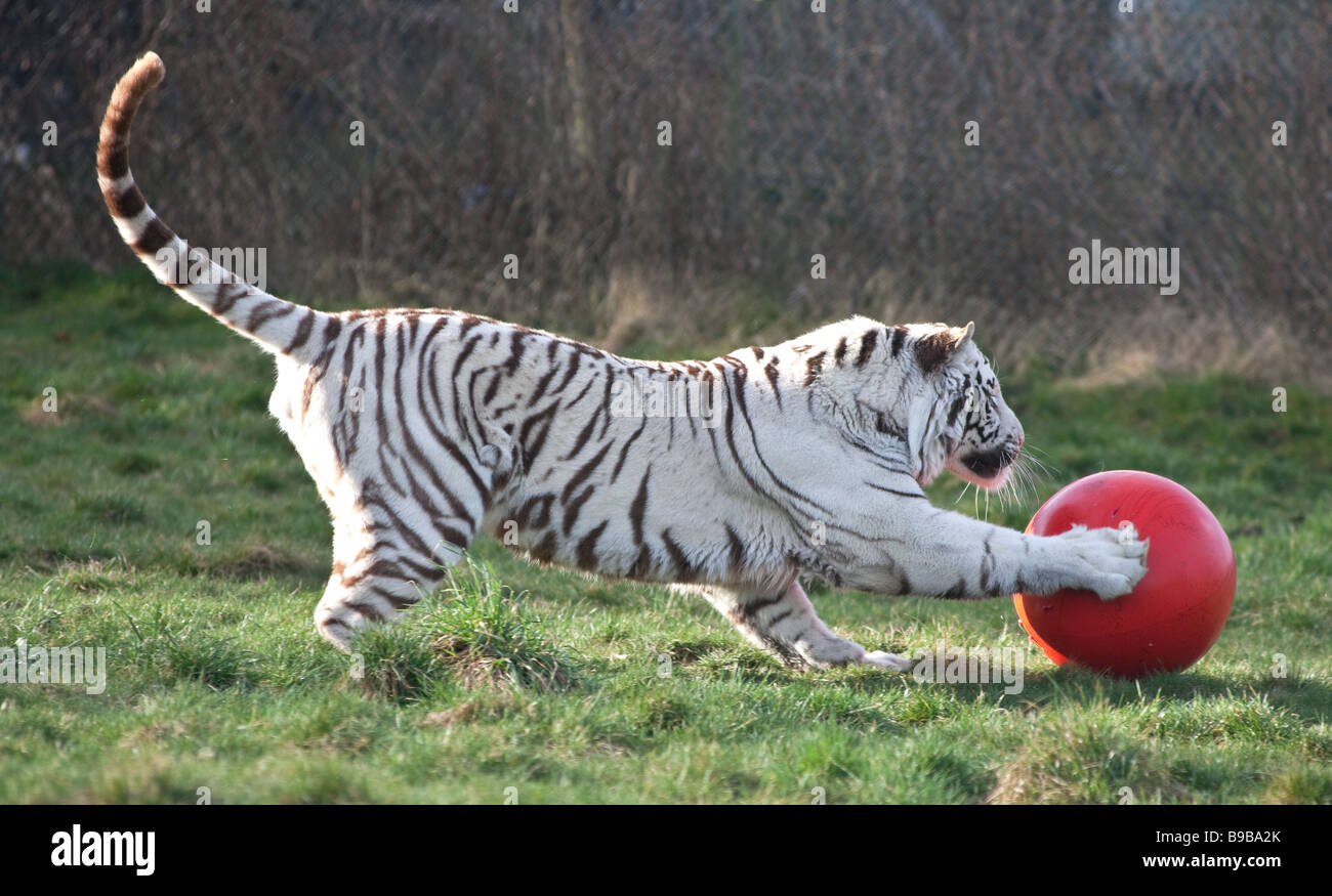 Un homme tigre blanc jouant avec une grande boule rouge à l'West Midland Safari Park London England UK Banque D'Images