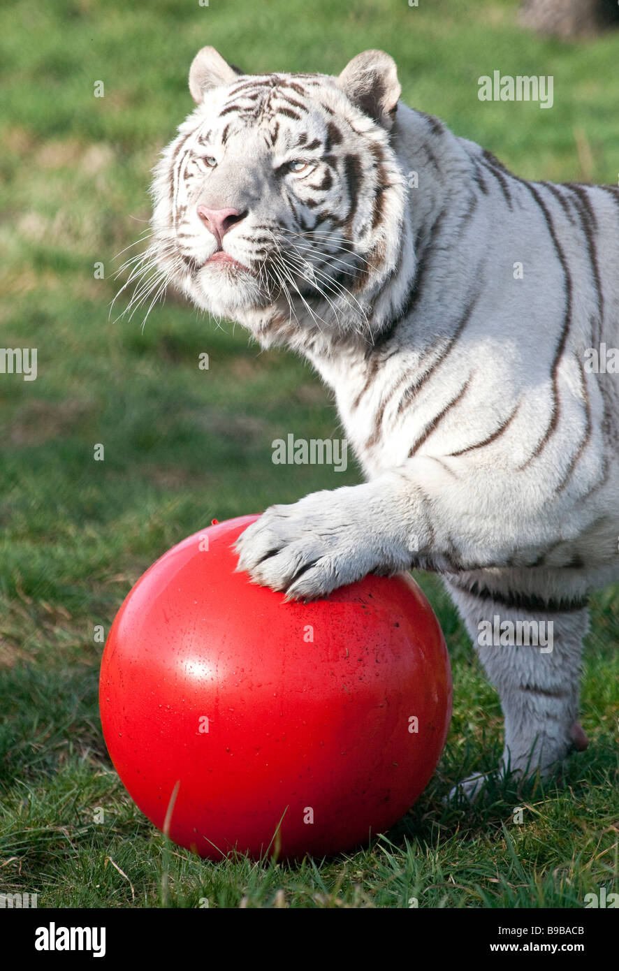 Un homme tigre blanc jouant avec une grande boule rouge à l'West Midland Safari Park London England UK Banque D'Images