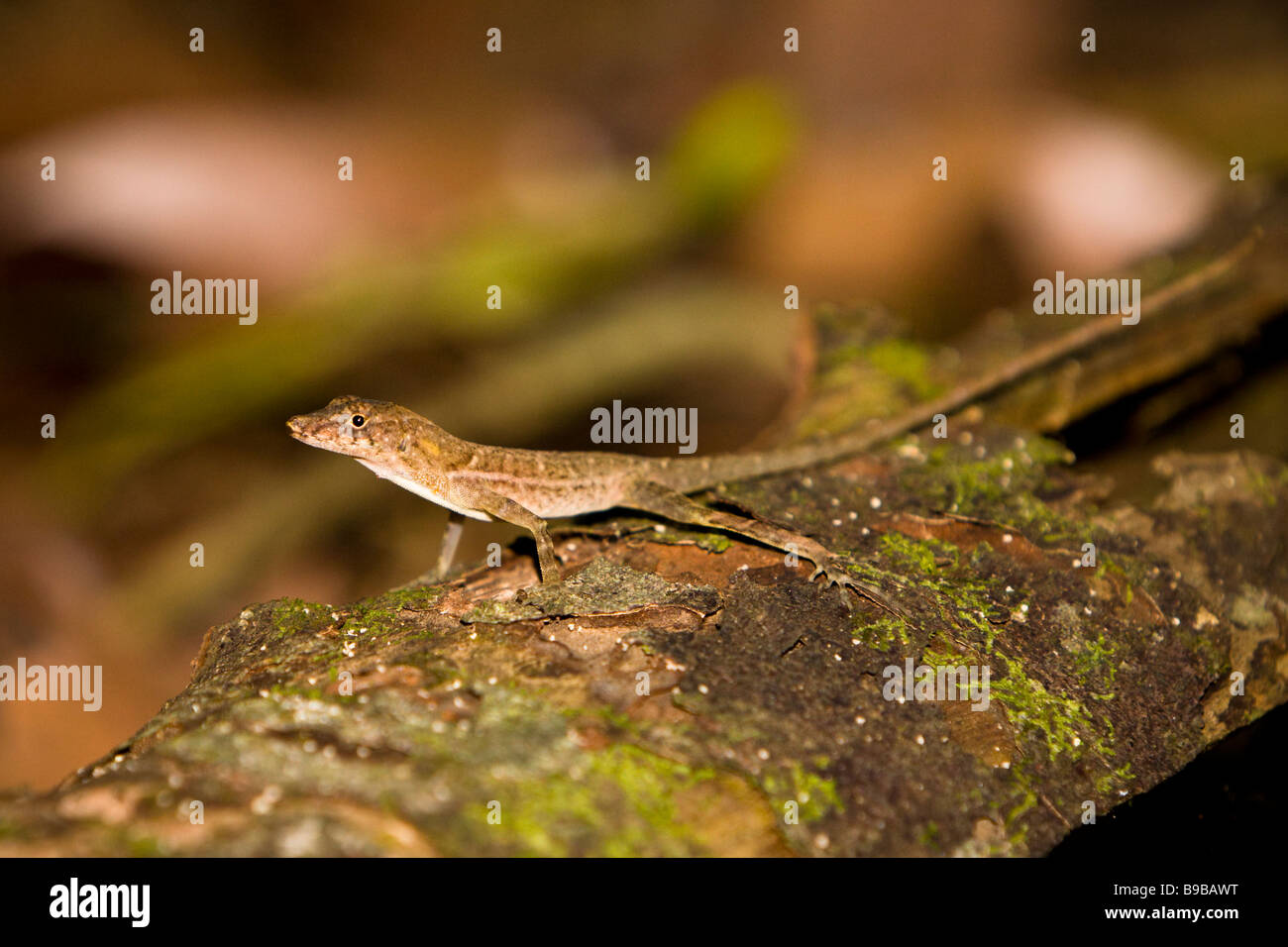 Anole Anole mince ou frontaliers (Anolis limifrons) sur un journal dans le Parc National Manuel Antonio, Costa Rica. Banque D'Images