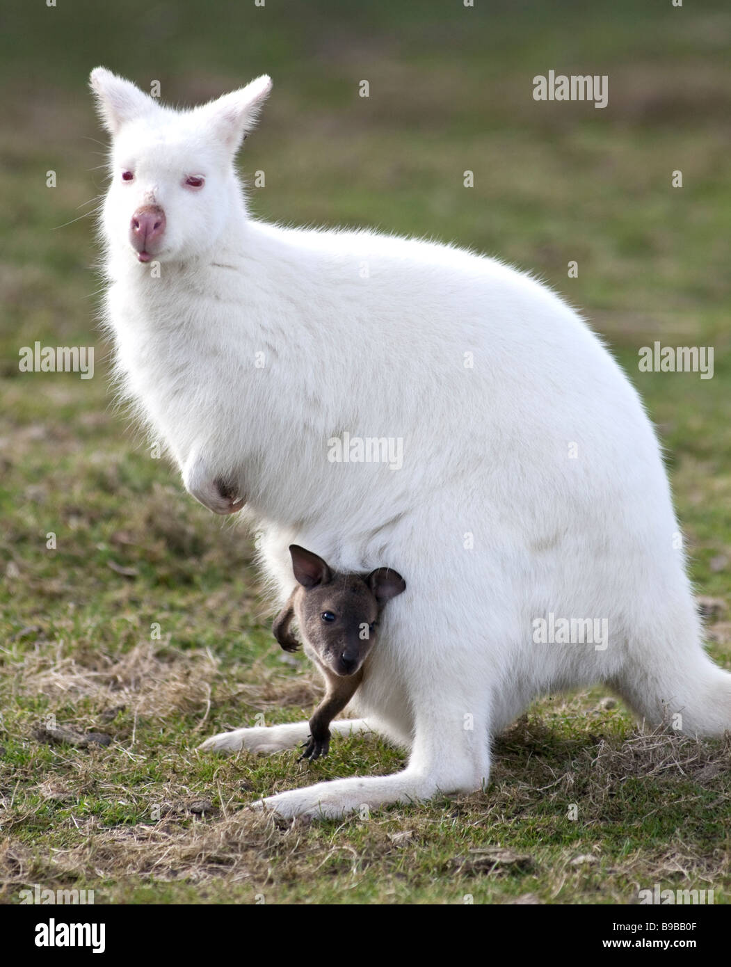 Un Wallaby Blanc Qui A Donne Naissance A Un Bebe Gris Vu Ici Encore Il S Meres Le Sachet A L West Midland Safari Park En Angleterre Photo Stock Alamy Un Wallaby Blanc Qui A Donne Naissance A Un Bebe Gris Vu Ici Encore Il S Meres Le Sachet A L West Midland Safari Park En Angleterre Photo Stock Alamy
