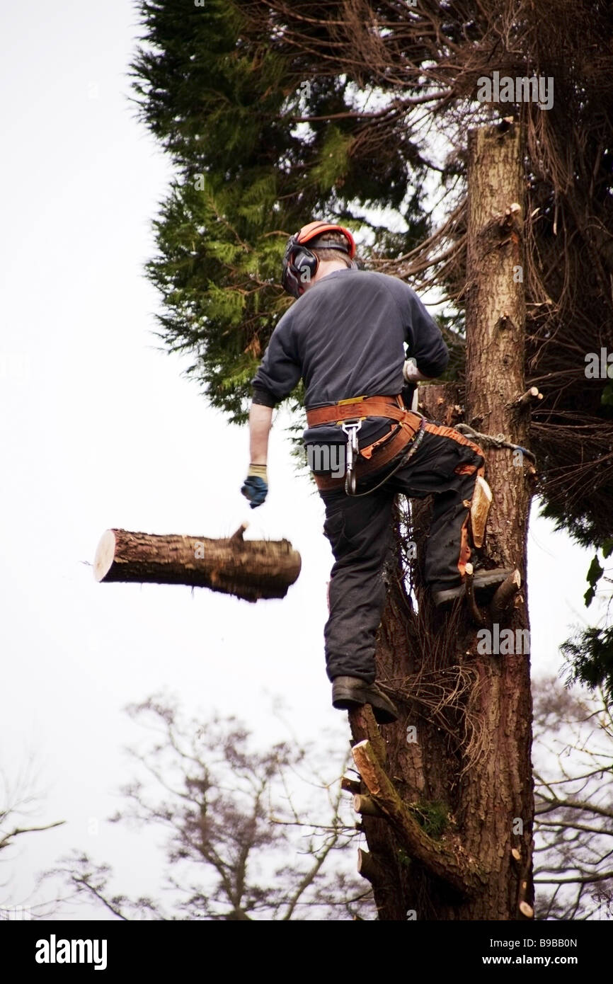 Un tree surgeon abattant un arbre pourri Banque D'Images