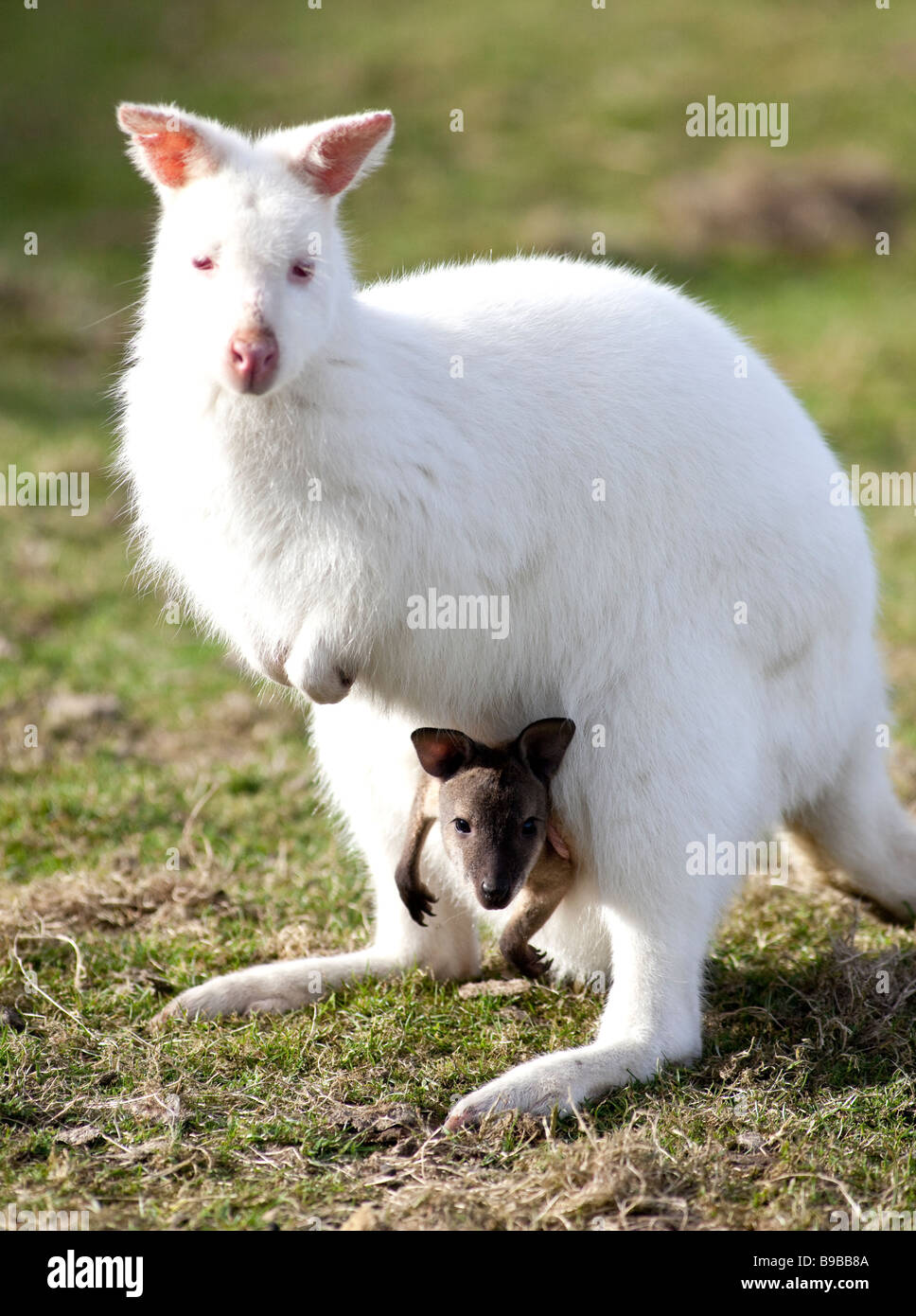 Un Wallaby Blanc Qui A Donne Naissance A Un Bebe Gris Vu Ici Encore Il S Meres Le Sachet A L West Midland Safari Park En Angleterre Photo Stock Alamy