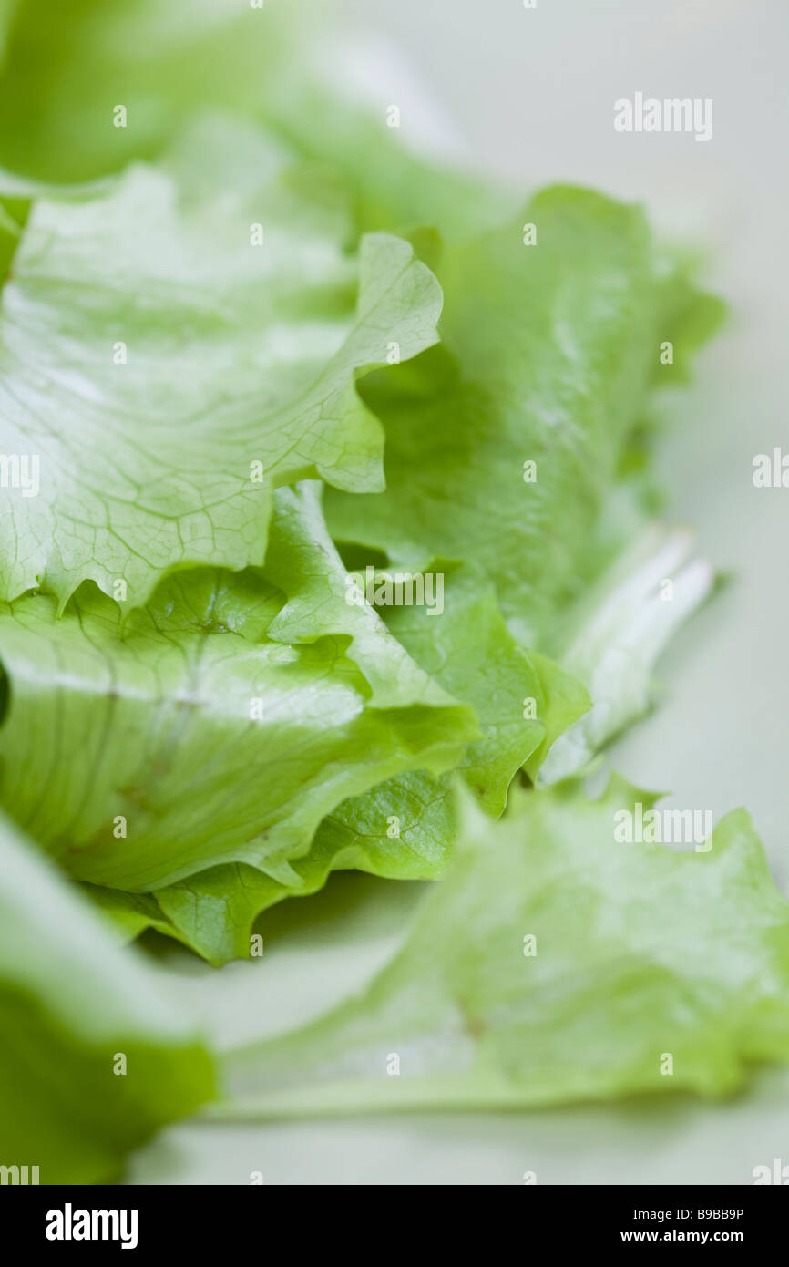 Salade verte : les feuilles de laitue Banque D'Images