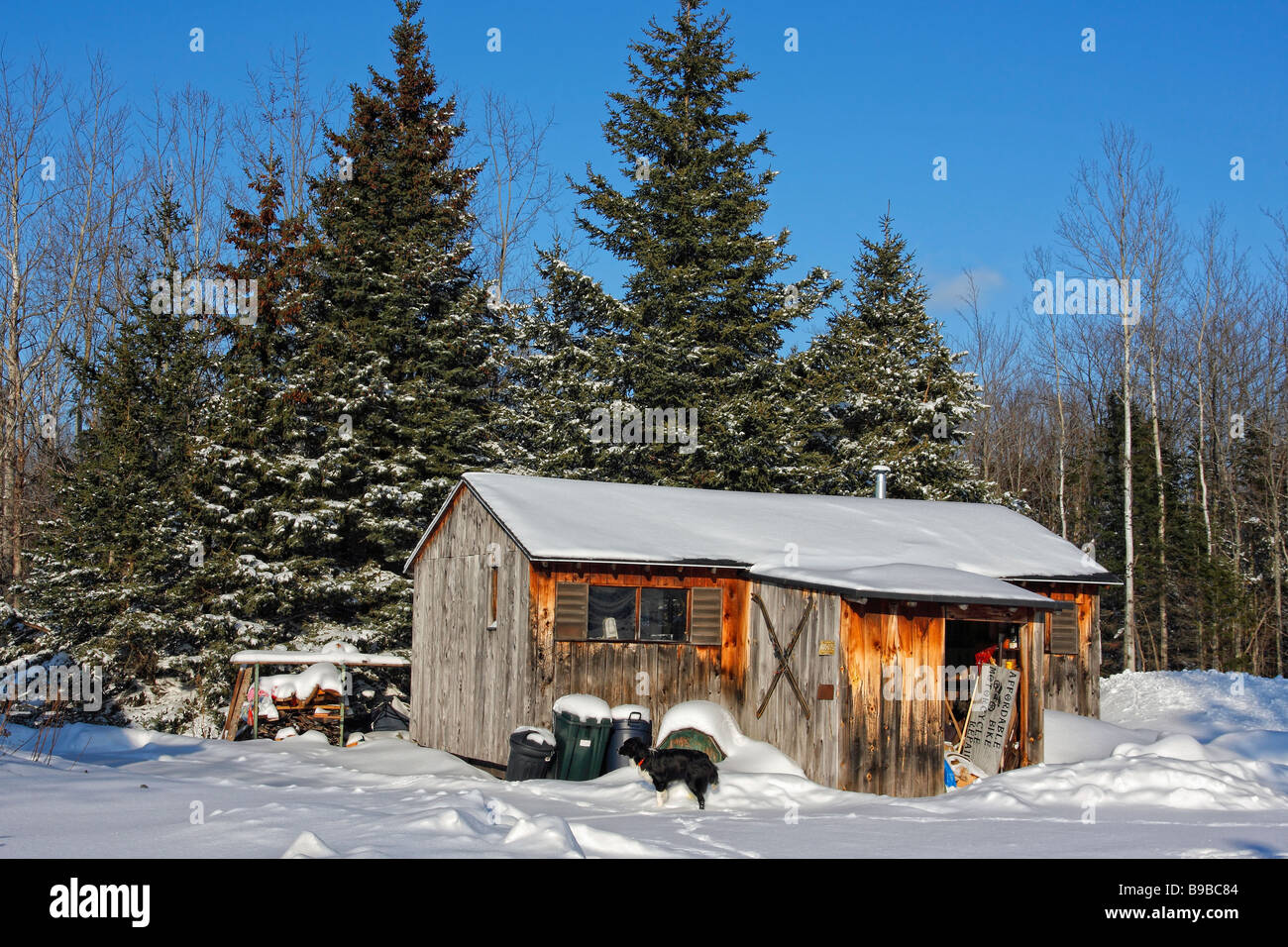 Cabane en bois abandonnée dans les bois d'hiver avec le ciel bleu au-dessus du haut de la péninsule supérieure Michigan aux États-Unis personne horizontal haute résolution Banque D'Images