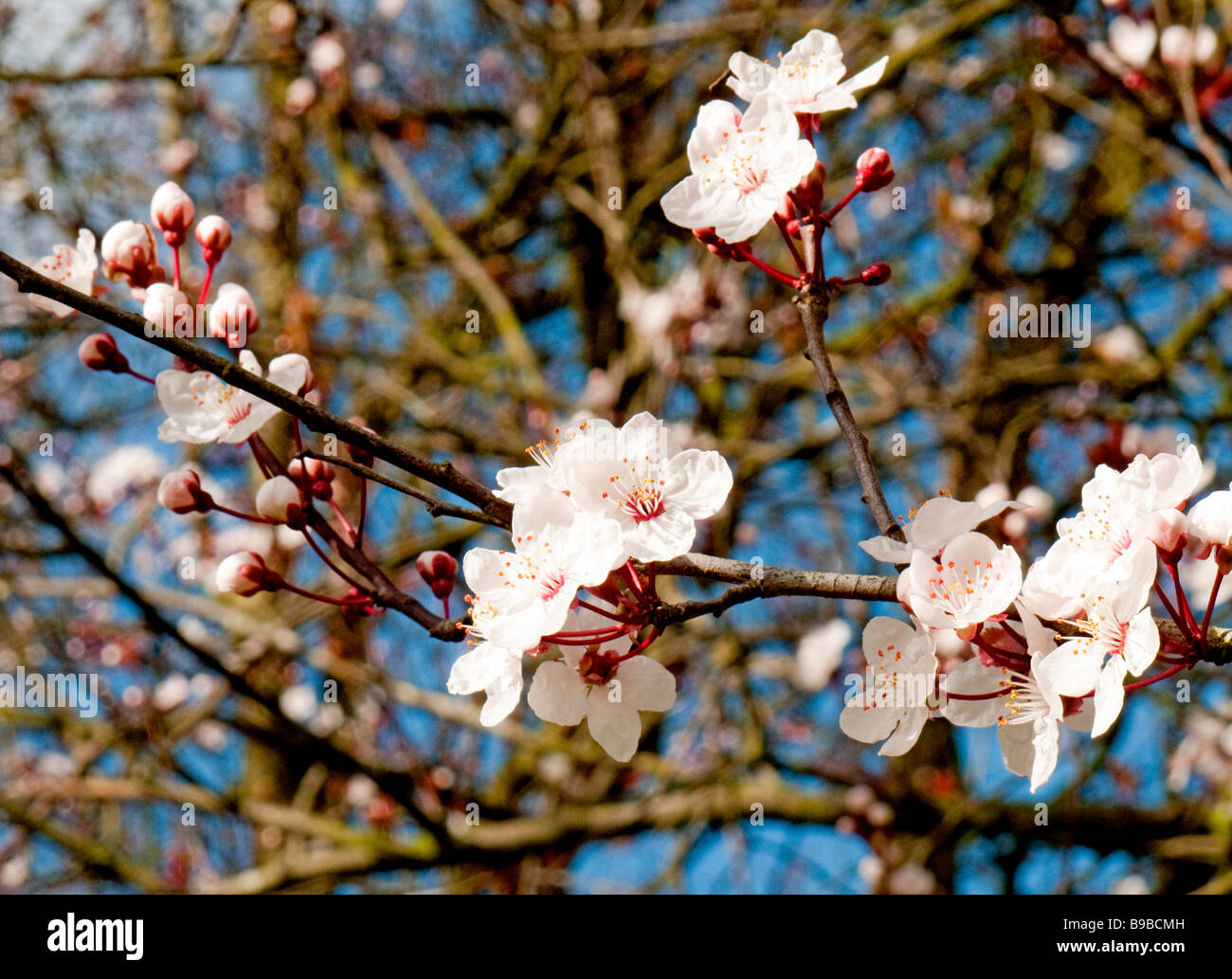 Spring cherry Prunus en fleurs en mars contre un ciel bleu au soleil Banque D'Images