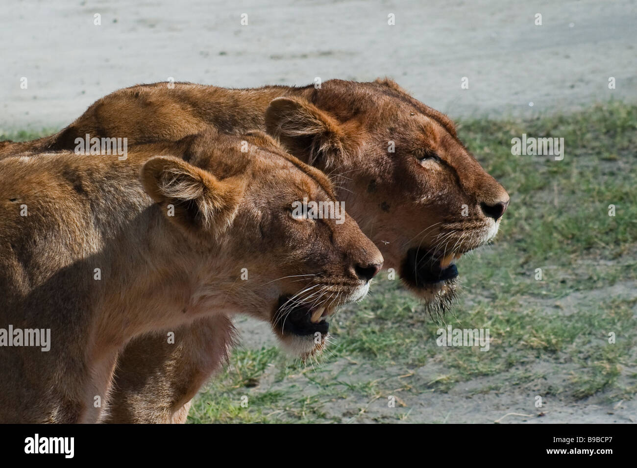 Deux femmes regardant les lions dans la distance Banque D'Images