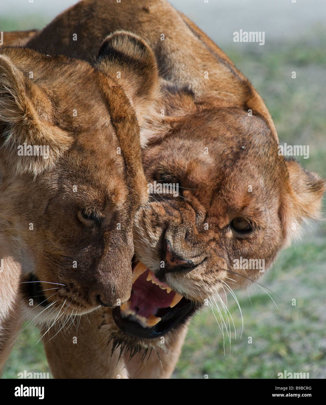 Deux femmes lutte contre les lions (libre) Banque D'Images