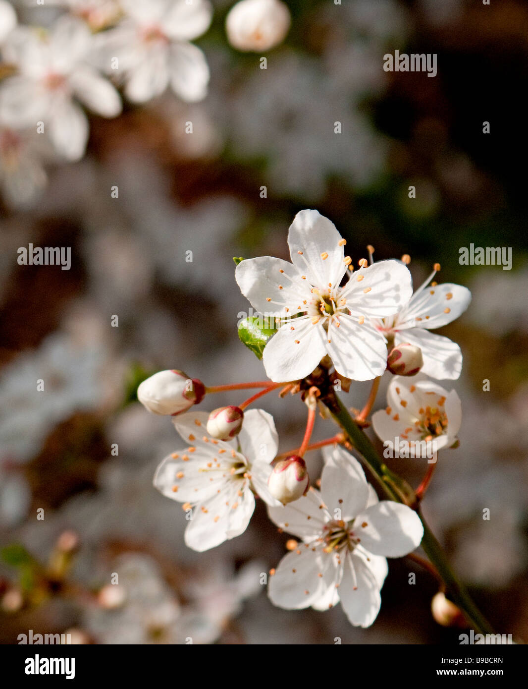 Fleur de printemps de Prunus spinosa prunellier ou Prunelle Banque D'Images