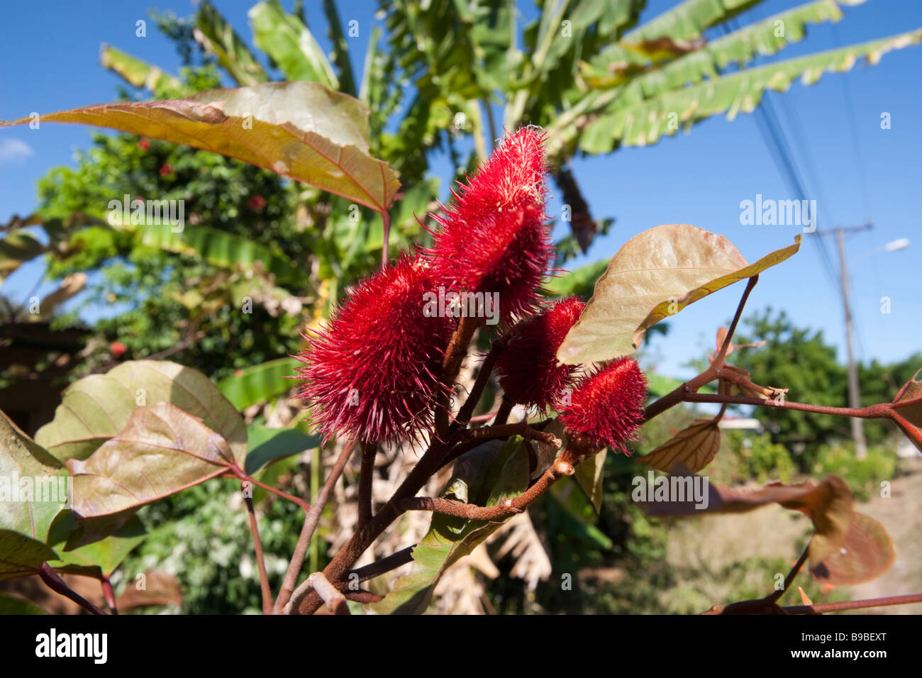 La graine de rocou. Roucou Bixa orellana L'achiote ou Banque D'Images